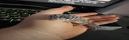 Leopard Gecko reptiles for sale: 🦎 Leopard Gecko Buddy – Looking for new home - Advert 2