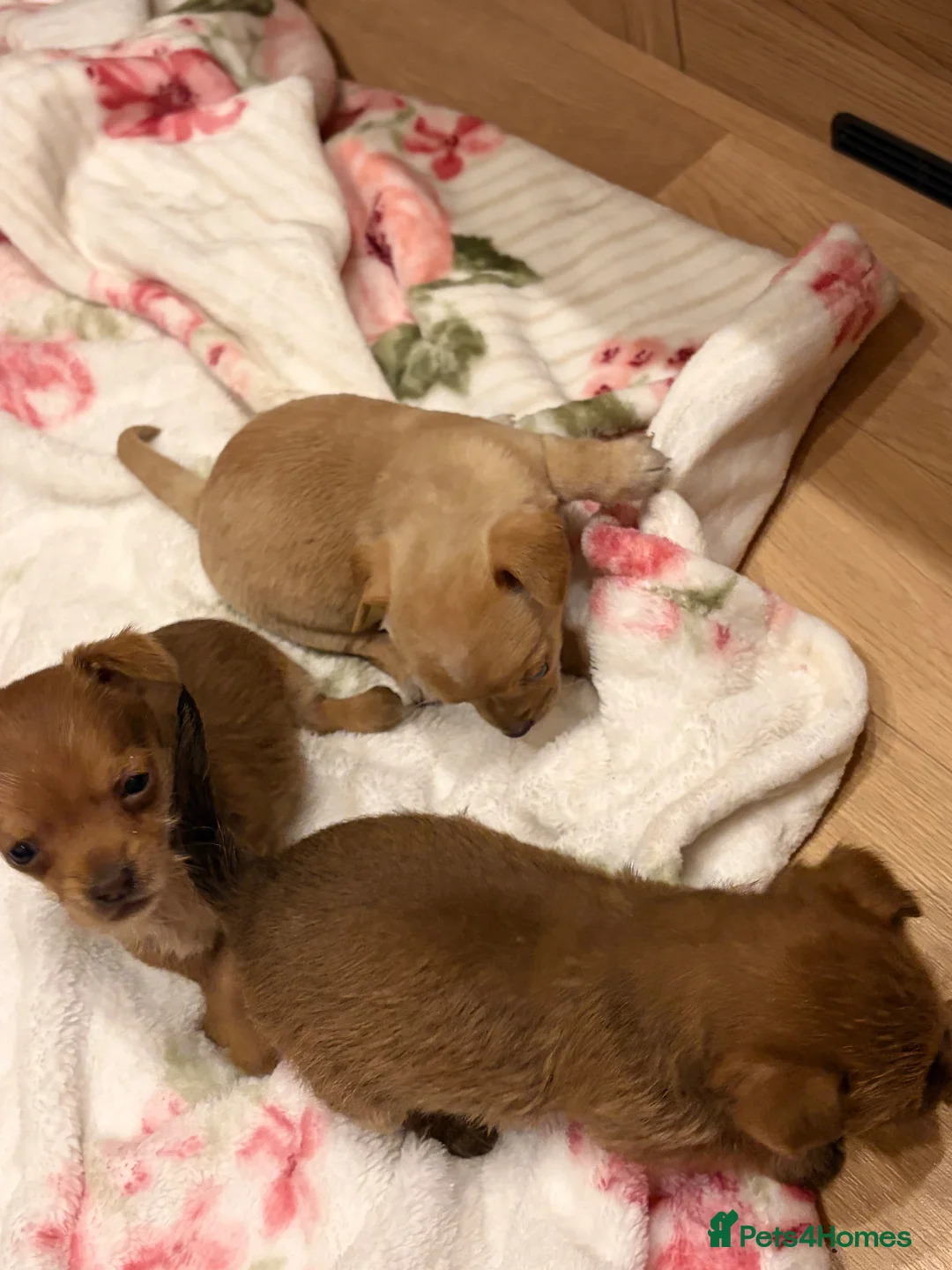 Jack Russell dogs for sale: Jack Russell  - Advert 2