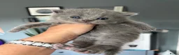 British Shorthair cats for sale: READY NOW / Adorable Blue kittens - Advert 8