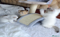 British Shorthair cats for sale: Scottish Fold and Straight kittens  - Image 23