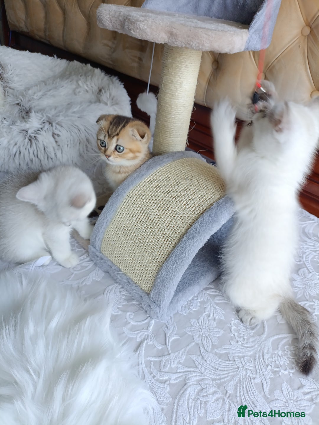 British Shorthair cats for sale: Scottish Fold and Straight kittens  - Image 23
