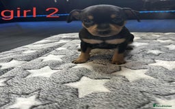 Miniature Pinscher dogs for sale: Miniature Pinscher puppies  - Image 2