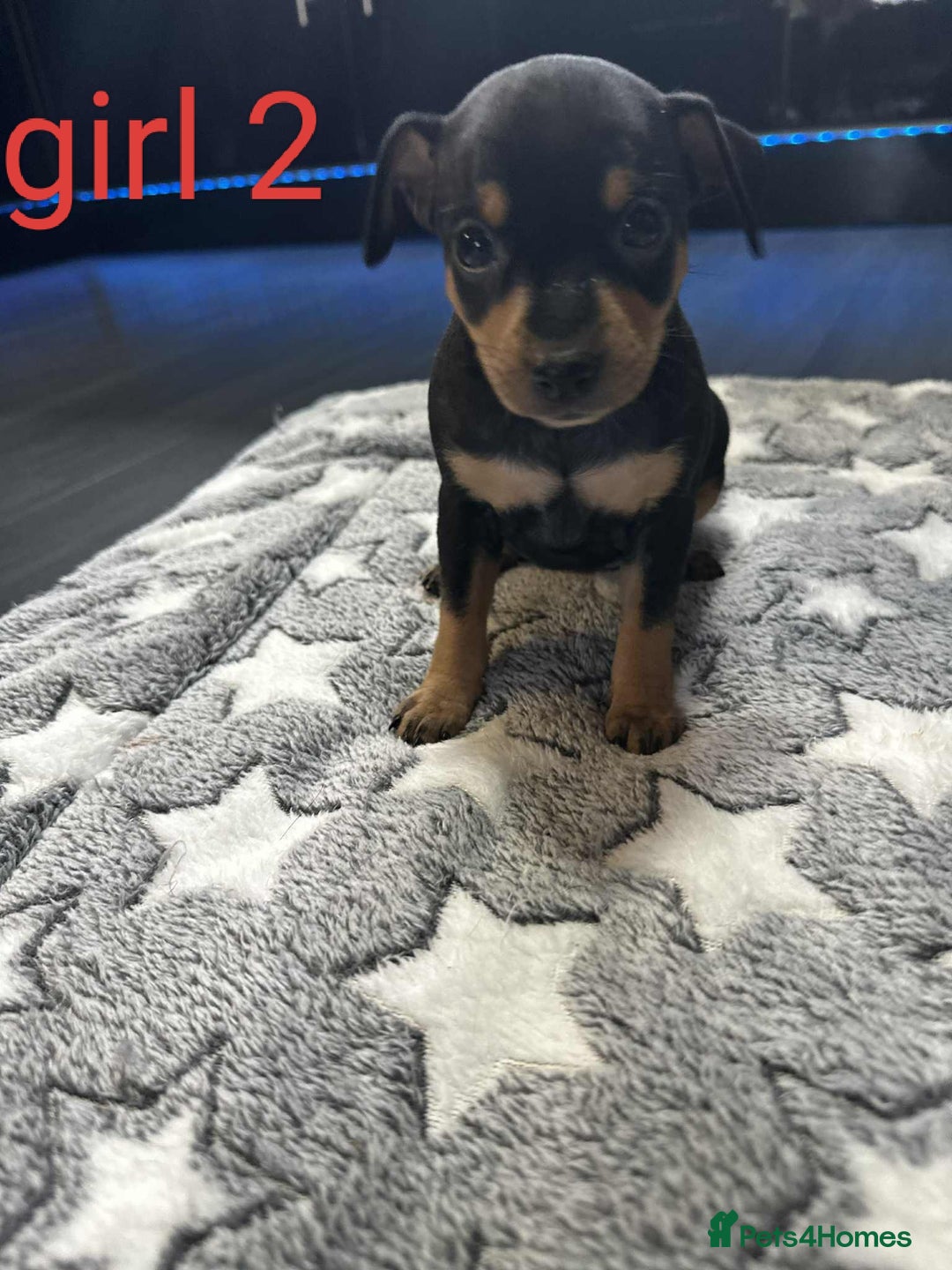 Miniature Pinscher dogs for sale: Miniature Pinscher puppies  - Image 2
