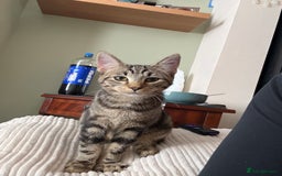 Mixed Breed cats for sale: Two 7 month old  - Image 4