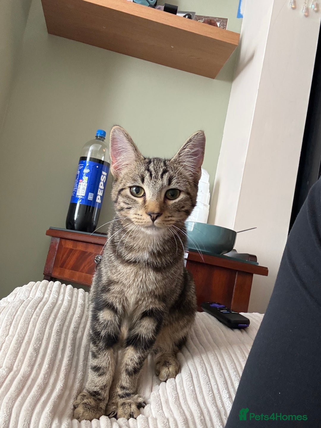 Mixed Breed cats for sale: Two 7 month old  - Image 4