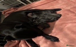 Staffordshire Bull Terrier dogs for sale: BEAUTIFUL STAFFORDSHIRE BULLTERRIER PUPPIES - Image 2