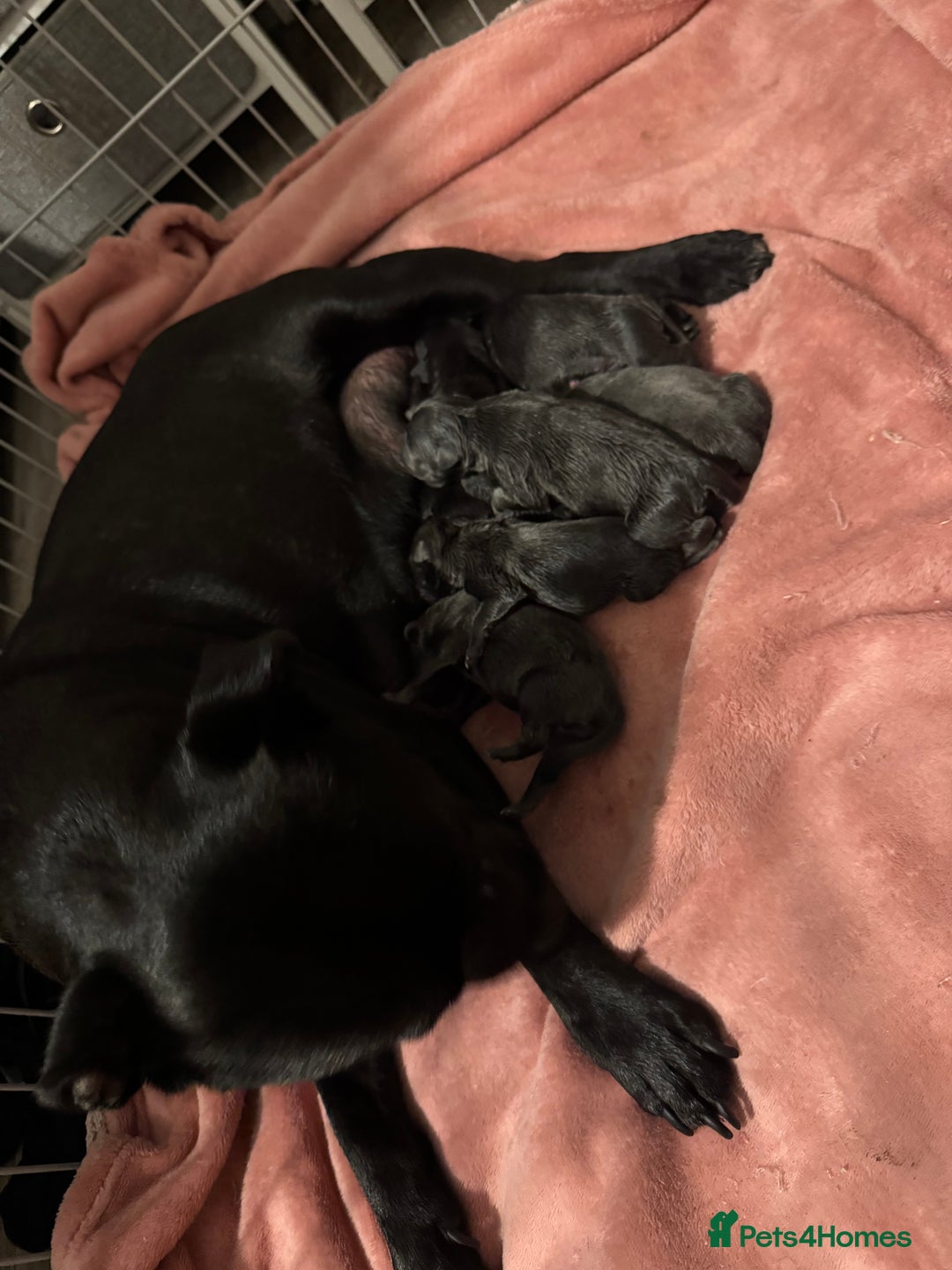 Staffordshire Bull Terrier dogs for sale: BEAUTIFUL STAFFORDSHIRE BULLTERRIER PUPPIES - Image 2