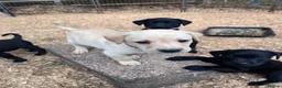 Labrador Retriever dogs for sale: KC Registered Black & Yellow Labrador Puppies - Advert 11