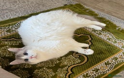 Ragdoll cats for sale: ✨🐾 Beautiful Ragdoll Kittens ✨🐾 - Image 7
