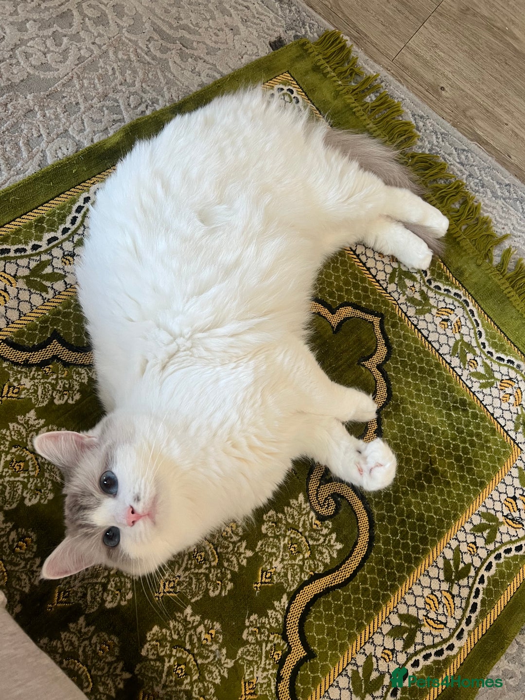 Ragdoll cats for sale: ✨🐾 Beautiful Ragdoll Kittens ✨🐾 - Image 7