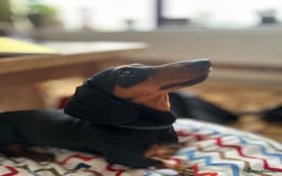 Dachshund dogs for sale: Standard smmoth haired dachshund  - Image 3