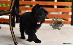 German Shepherd dogs for sale: BLACK LONGHAIRED GSD PUPPIES KC REGISTERED in Manchester - Image 1
