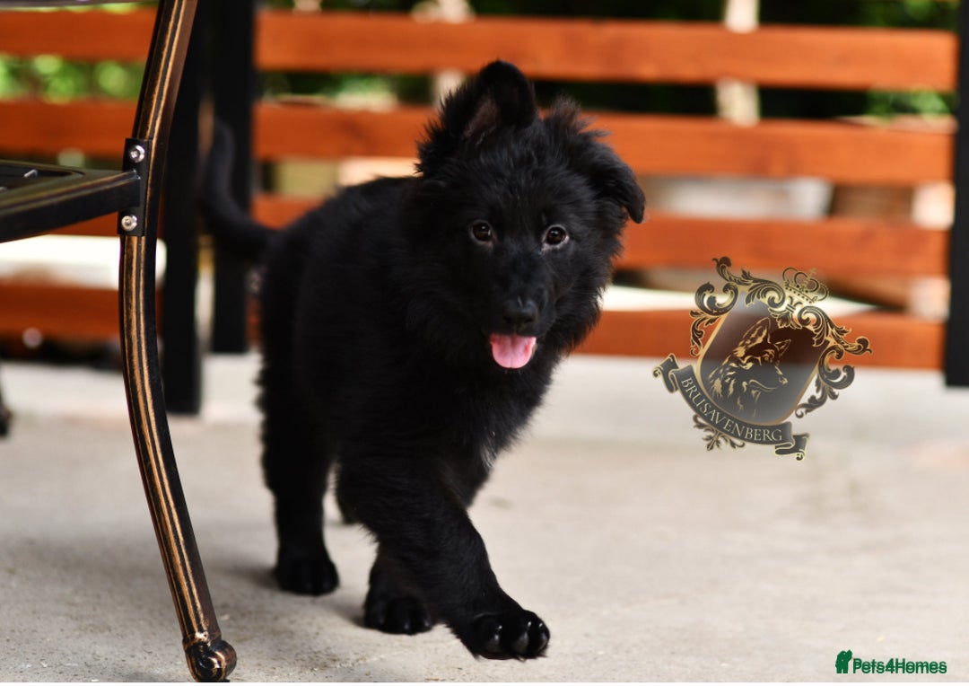 German Shepherd dogs for sale: BLACK LONGHAIRED GSD PUPPIES KC REGISTERED in Manchester - Image 1