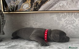 Staffordshire Bull Terrier dogs for sale: Chunky little staffy pups - Image 13