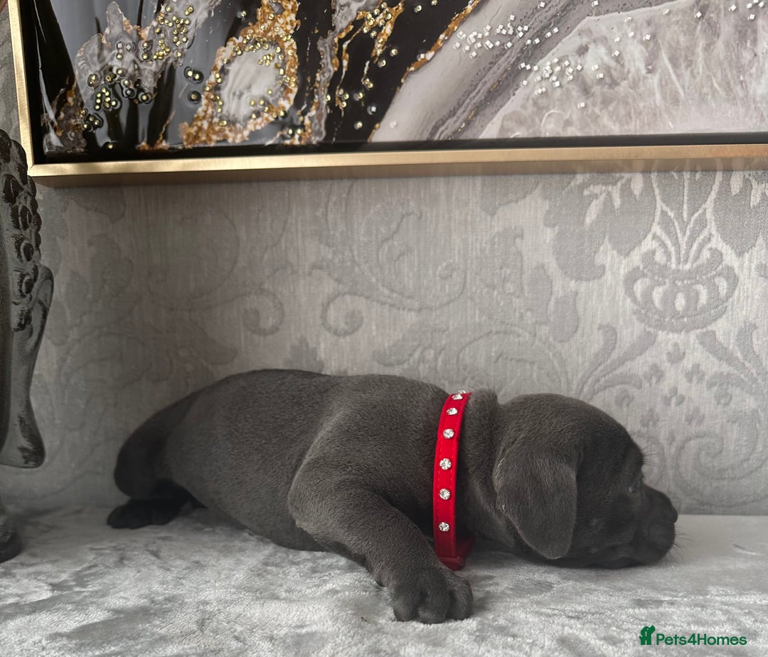 Staffordshire Bull Terrier dogs for sale: Chunky little staffy pups - Image 13