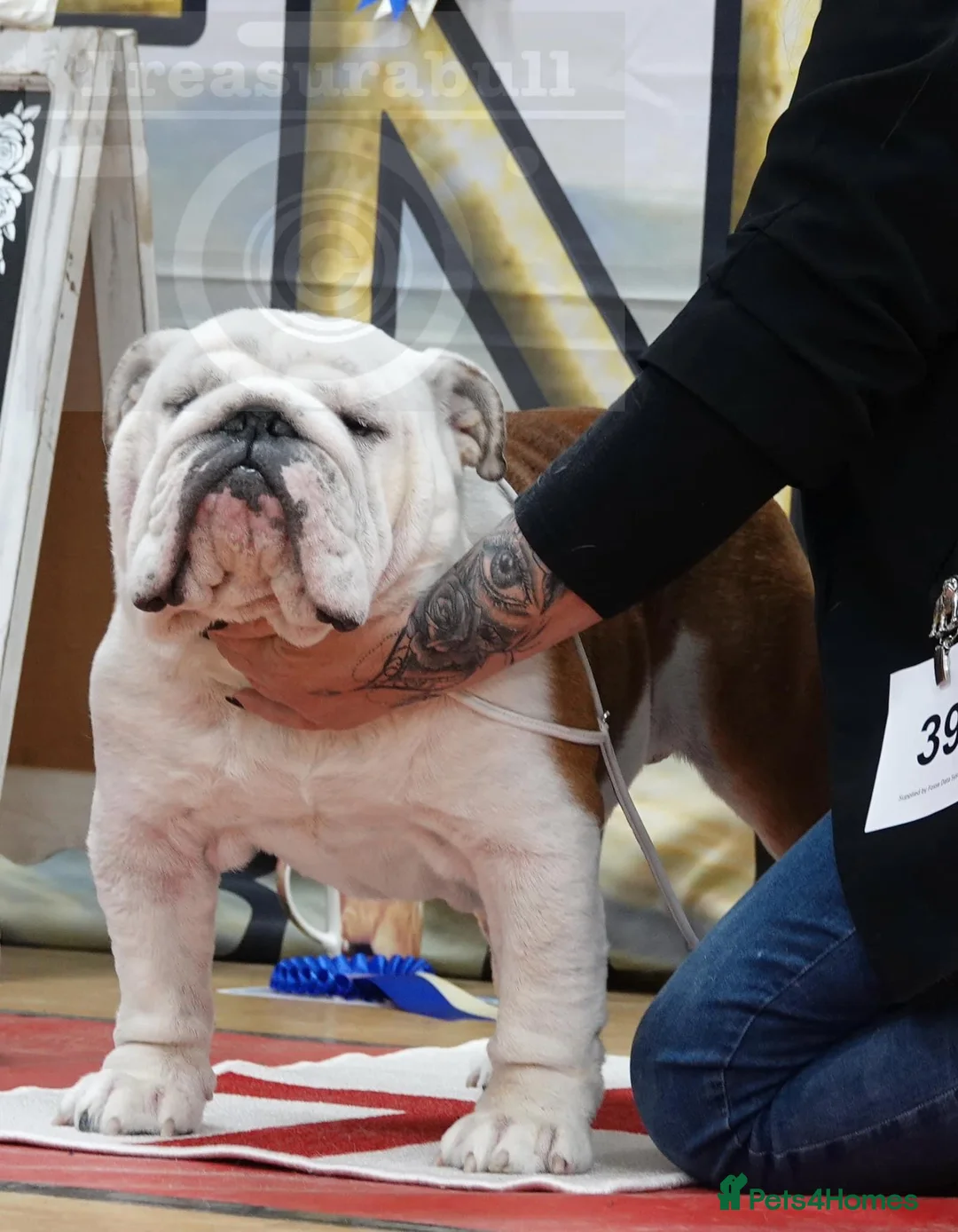 English Bulldog dogs for stud: TRUE TO TYPE - STANDARD - At Stud  in Ilkeston - Advert 16