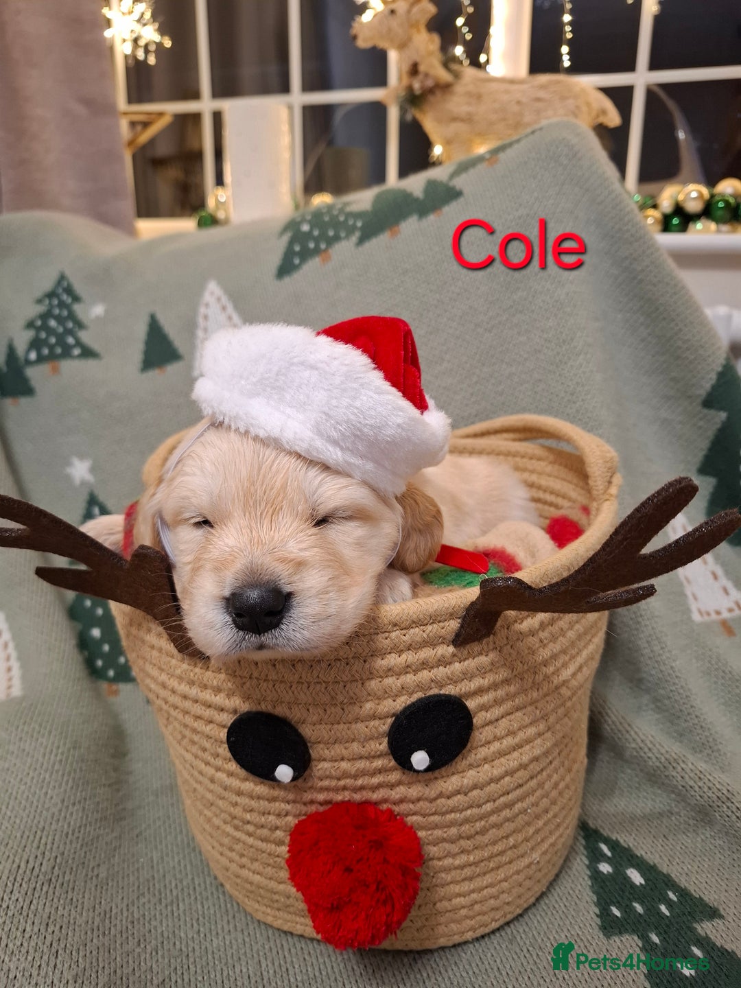 Golden Retriever dogs for sale: KC reg golden retriever puppies - Advert 35