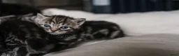 British Shorthair cats for sale: Gorgeous British shorthair tabby litter - Advert 21