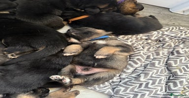 German Shepherd dogs - Advert 3