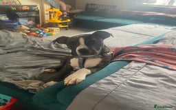 Alapaha Blue Blood Bulldog dogs for sale: Alapaha blue bulldog puppy  - Image 6