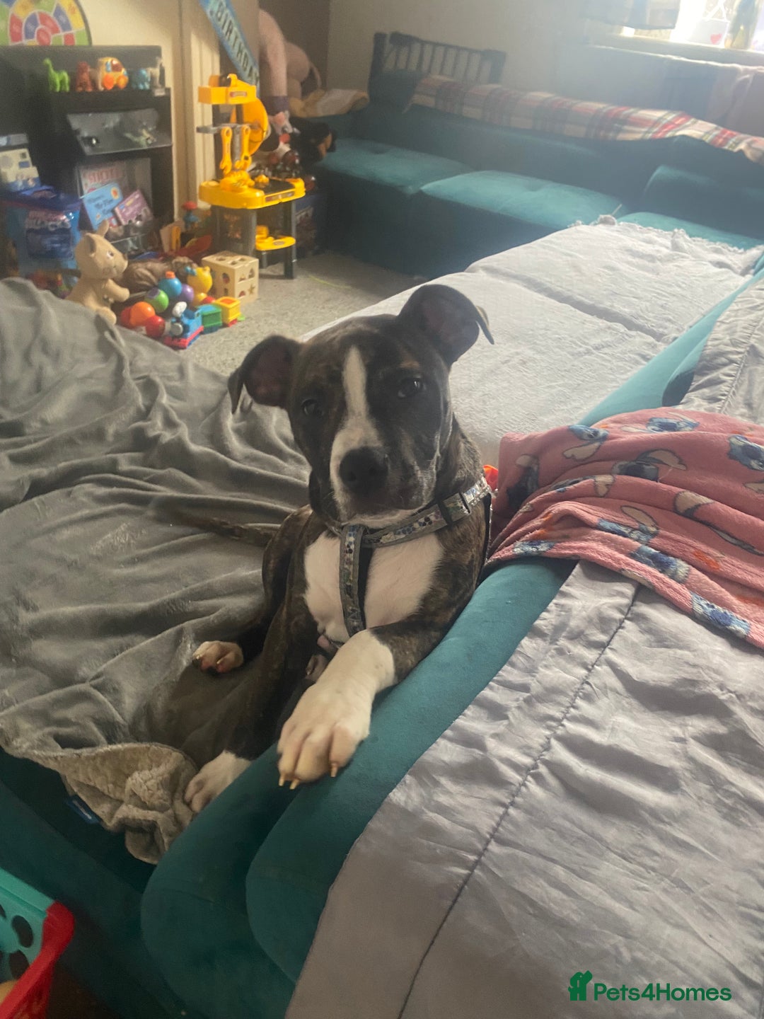 Alapaha Blue Blood Bulldog dogs for sale: Alapaha blue bulldog puppy  - Image 6