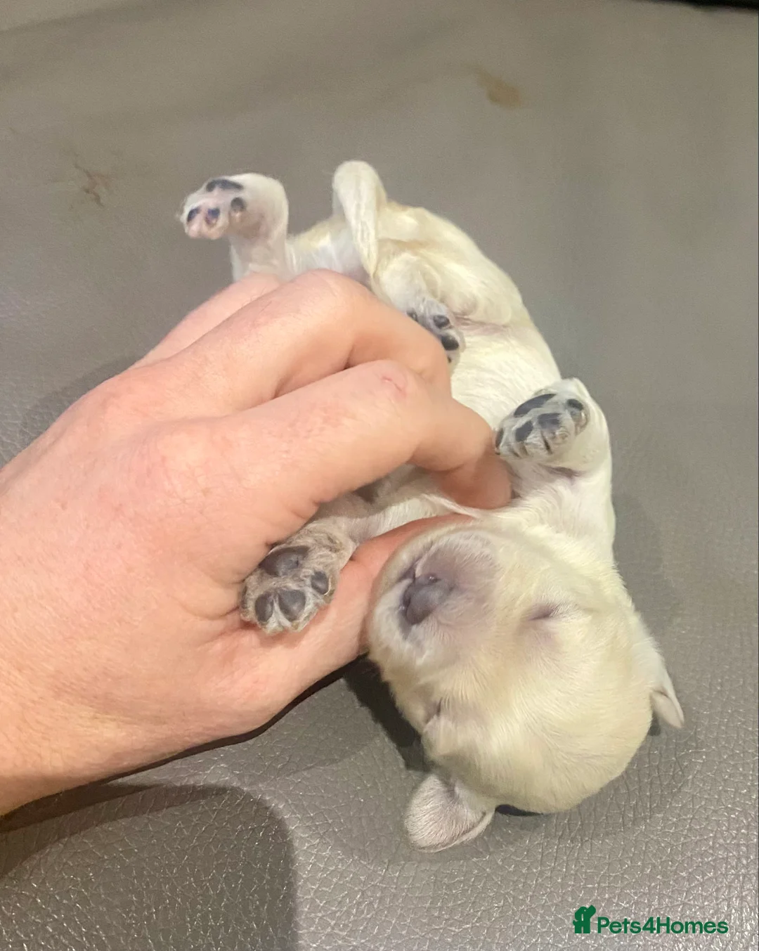 Cockapoo dogs for stud: Ralf.  in Dunfermline - Advert 13