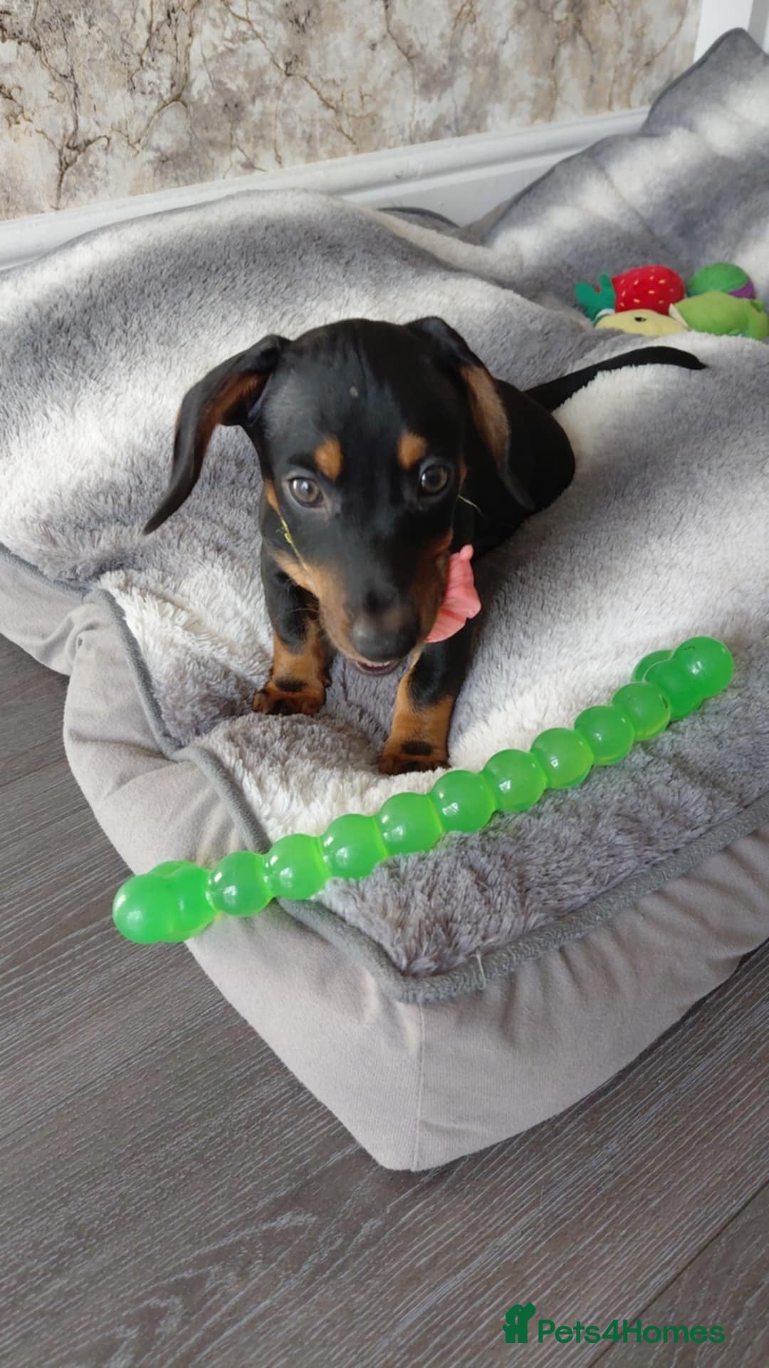 Miniature Dachshund dogs for sale: Ready now miniature dachshunds boy - Image 3
