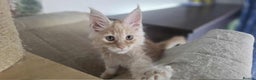 Maine Coon cats for sale: GCCF registered MC kittens  - Advert 6