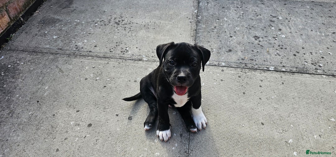 Staffordshire Bull Terrier dogs for sale: Staffordshire bull terrier puppies. - Image 21