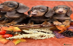 Miniature Dachshund dogs for sale: Miniature dachshund puppies  - Image 4