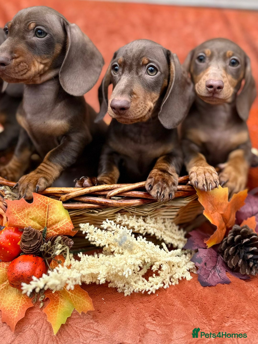 Miniature Dachshund dogs for sale: Miniature dachshund puppies  - Image 4