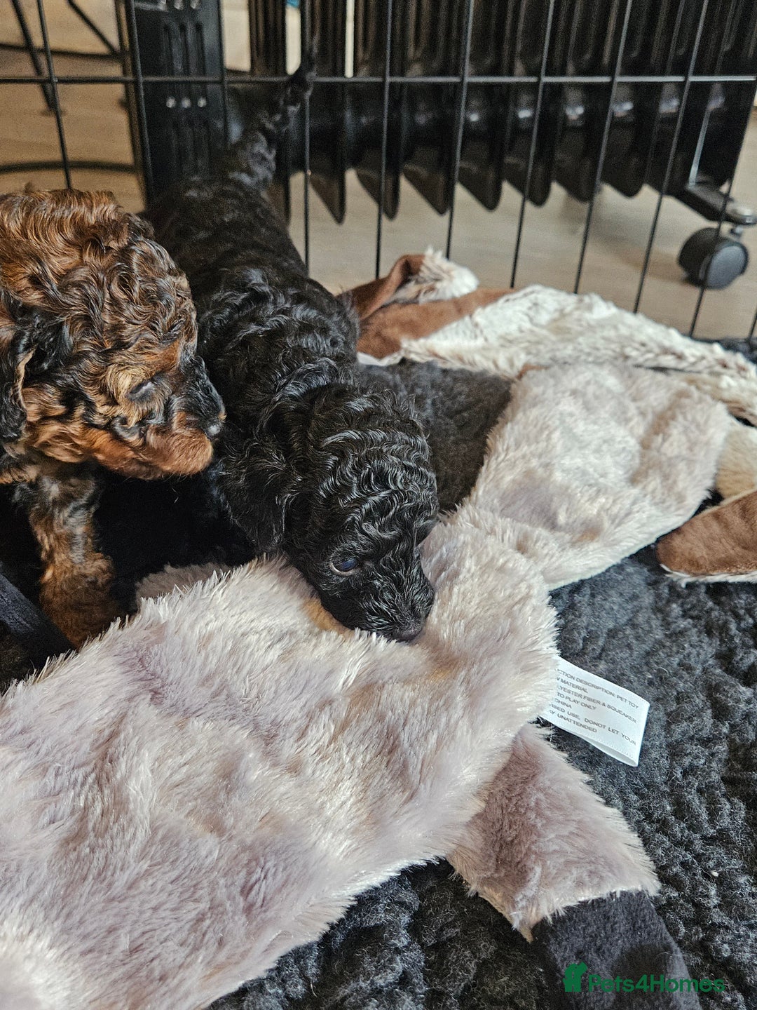 Miniature Poodle dogs for sale: Beautiful Health Tested Poodles - Advert 3