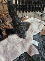 Miniature Poodle dogs Beautiful Health Tested Poodles - Advert 13