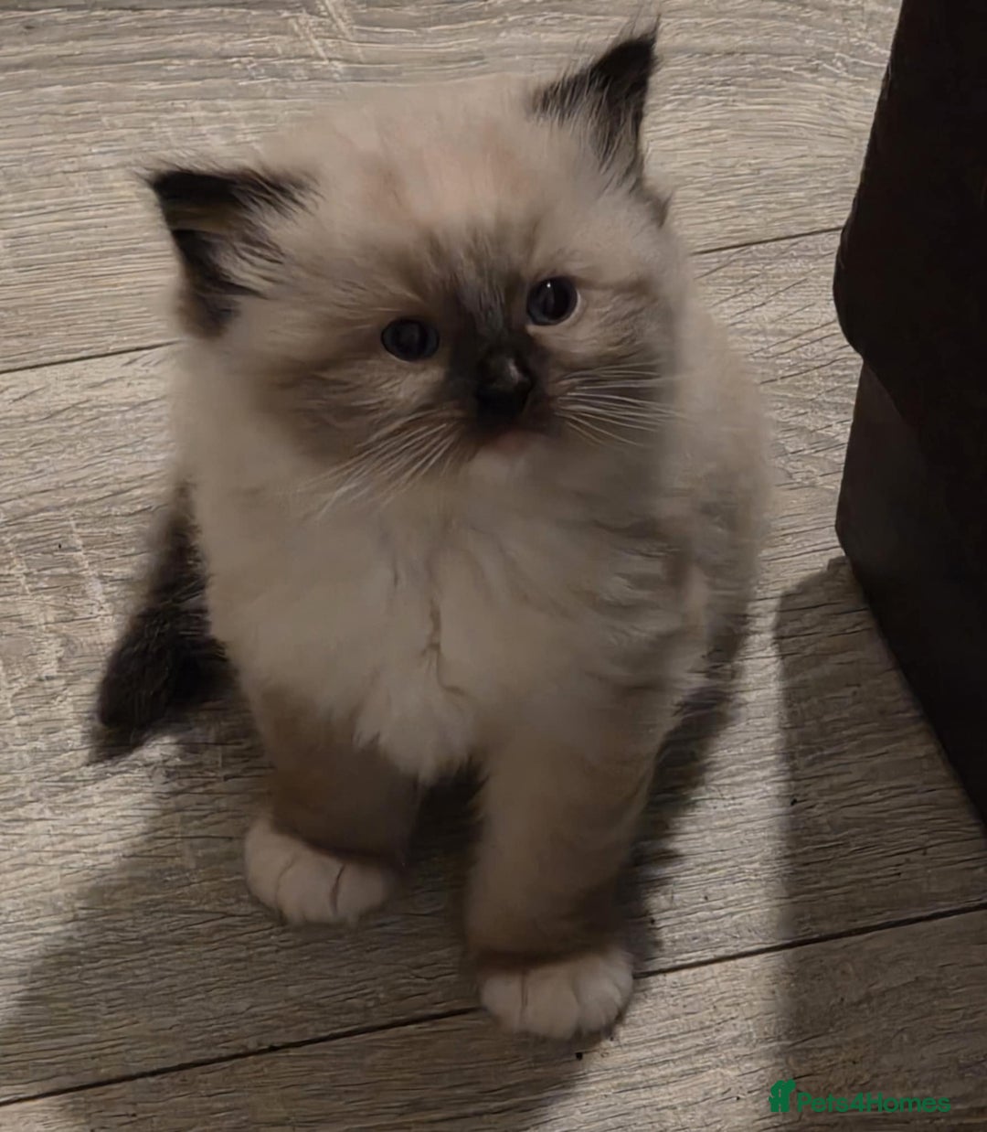 Ragdoll cats for stud: STUD ONLY - Advert 16