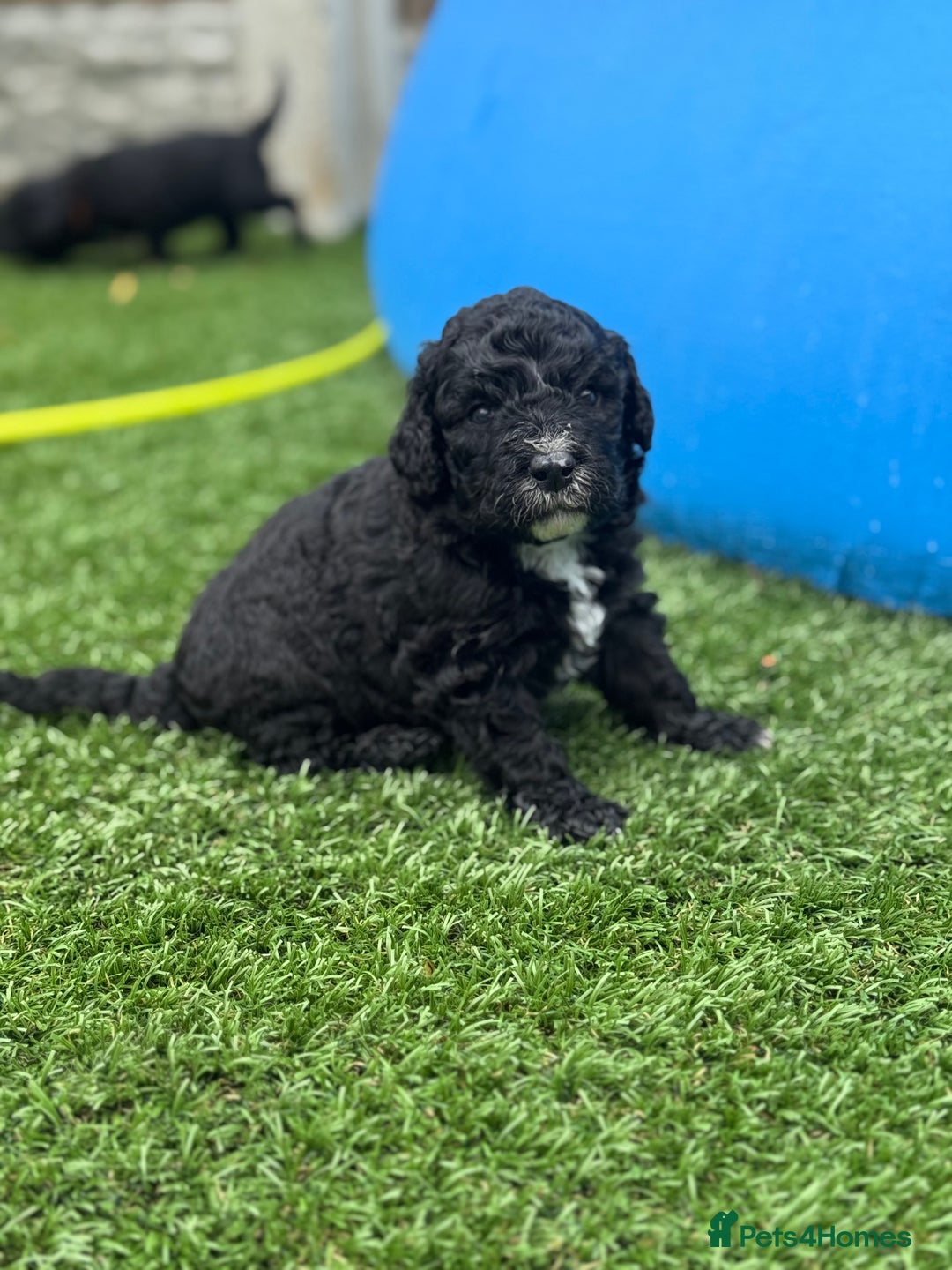 Sheepadoodle dogs for sale: Miniature Sheepadoodles (F1) - Image 11