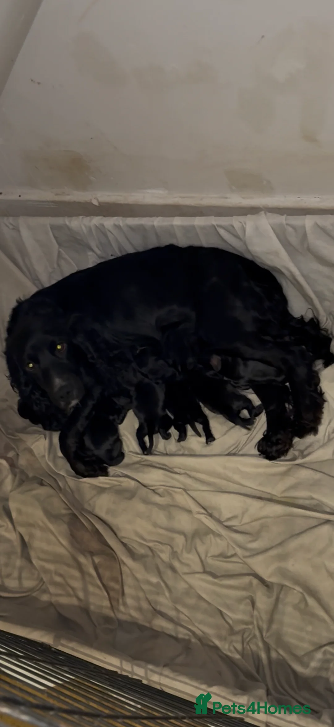Cocker Spaniel dogs for sale: Cocker spaniels - Advert 4