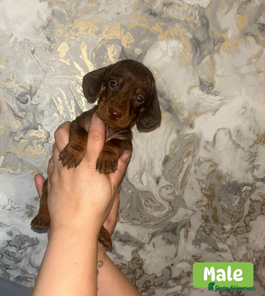 Miniature Dachshund dogs for sale: Minature Dachshund puppys  - Advert 11