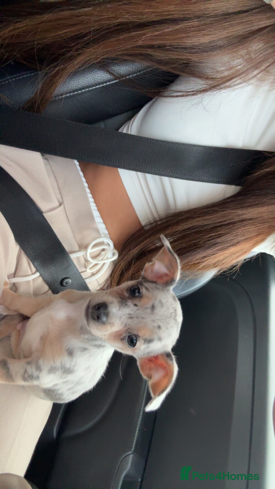 Chiweenie dogs for sale: Chiweenie puppie - Advert 2