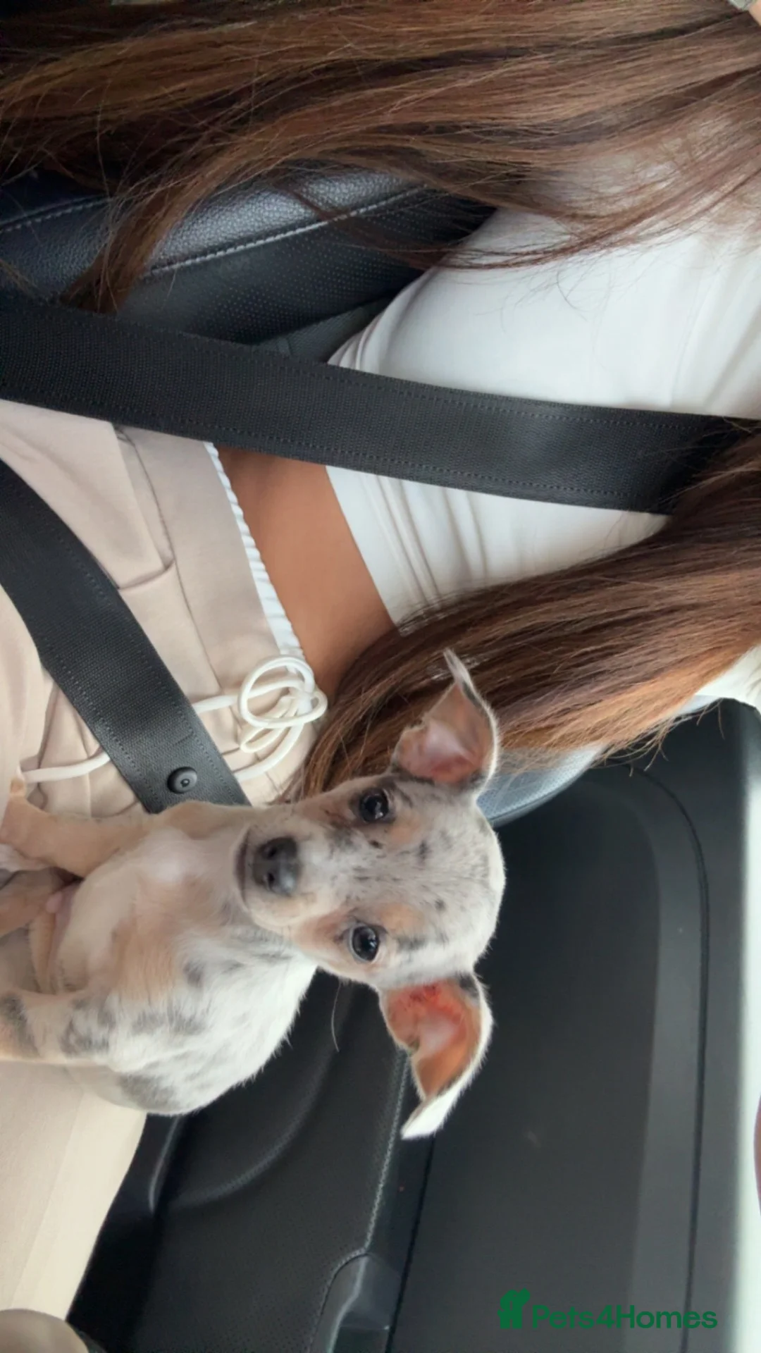 Chiweenie dogs for sale: Chiweenie puppie - Advert 1