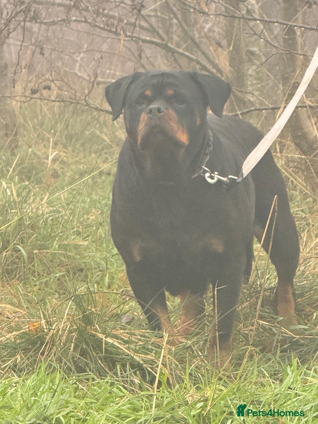 Rottweiler dogs for sale: Kc registered health tested female for sale  - Advert 4