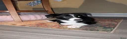 Border Collie dogs for sale: Male border collie  in Wigton - Advert 1