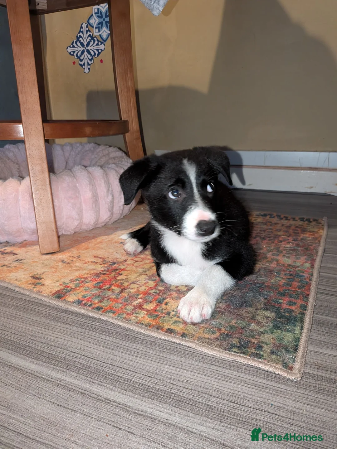 Border Collie dogs for sale: Male border collie  in Wigton - Advert 1