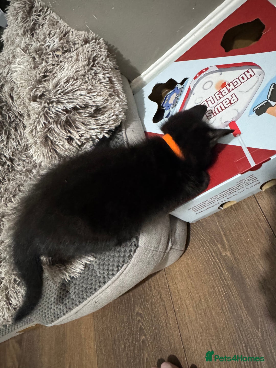 Domestic Shorthair cats for sale: 2 boy kittens for sale from 2 separate litters - Image 6