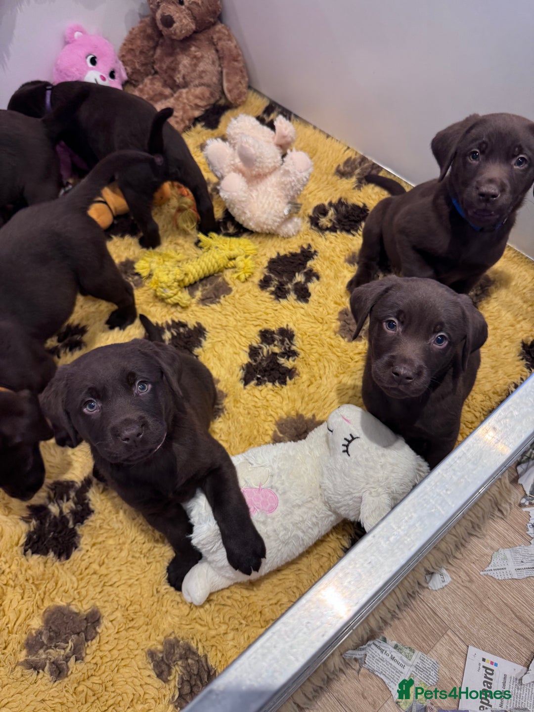 Labrador Retriever dogs for sale: Outstanding Quailty Chocolate Labrador Puppies - Advert 16