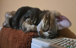 Bengal cats for sale: Female Bengal Kitten £400 - Image 4
