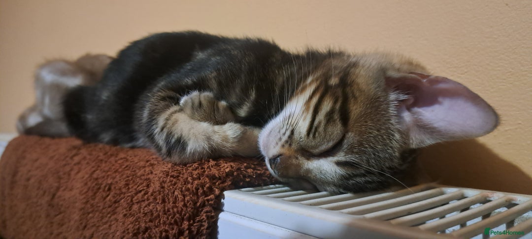 Bengal cats for sale: Female Bengal Kitten £400 - Image 4
