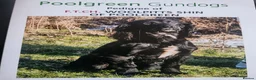 Cocker Spaniel dogs for sale:  kc working cockers spaniels "Shropshire " in Bridgnorth - Advert 5