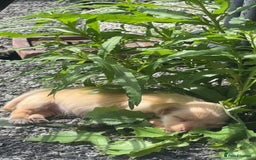 Mixed Breed dogs for sale: 1 Male Pup left - Image 2