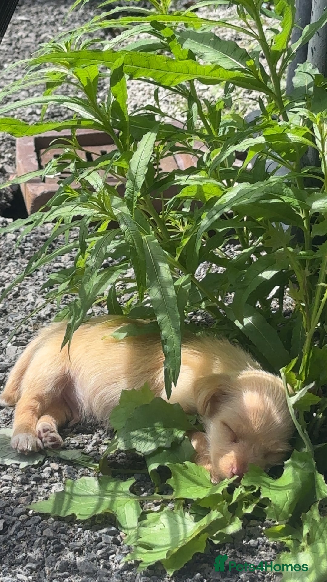 Mixed Breed dogs for sale: 1 Male Pup left - Image 2