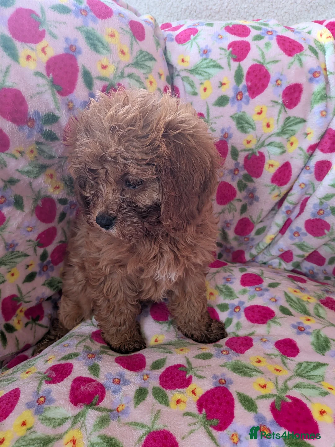 Cavapoo dogs for sale: 🌟 Stunning F1 cavapoo puppies 🌟 - Advert 15